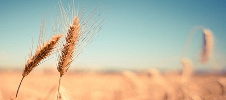 select the wheat from the chaff THINKERS in EDUCATION